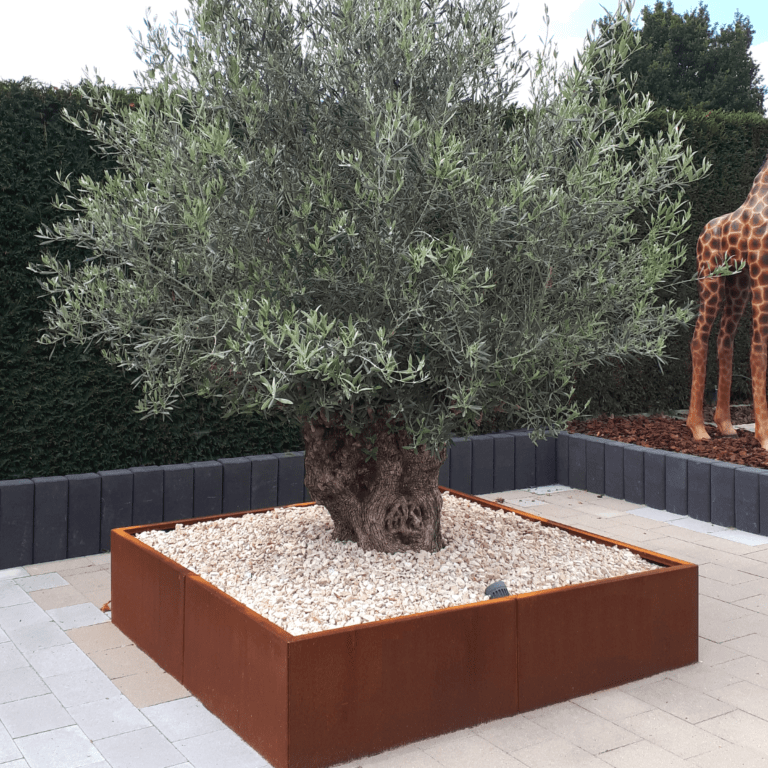 Cortenstaal plantenbak Miami xxl 1600x1600