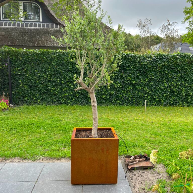 Cortenstaal plantenbak Miami 600x600