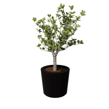 Polyester plantenbak - Conisch - Ø 63 x 52 cm - RAL9005 mat (zwart) - Met bodem