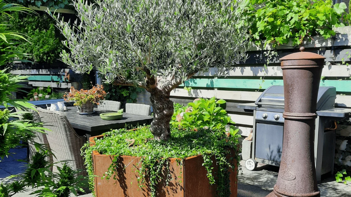 Olijfboom in een grote plantenbak: de juiste pot kiezen en verzorgingstips